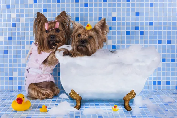 约克夏梗犬沐浴在浴室里 — 图库照片