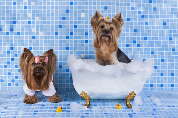 Yorkshire terriers zijn badend in de badkamer — Stockfoto