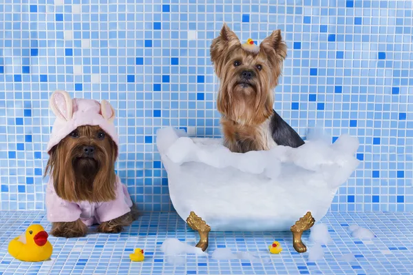 Yorkshire Terrier werden im Badezimmer gebadet — Stockfoto