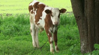 bir alandaki bir buzağı