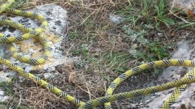 Emniyet halatı skein