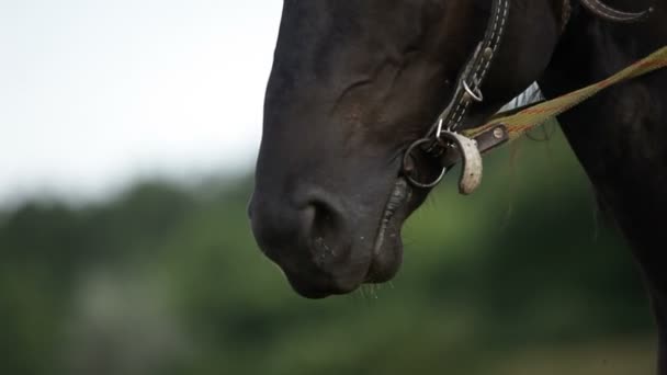 Cavalo Negro — Vídeo de Stock