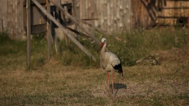 Ein genauer Blick auf einen Storch — Stockvideo