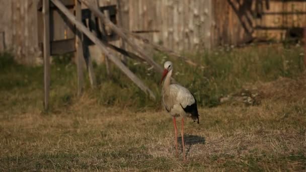 En närmare titt på en stork — Stockvideo