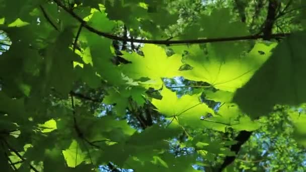 Hermosas hojas verdes. Hermosas hojas verdes en una rama de árbol. Sobre el telón de fondo del hermoso cielo azul . — Vídeos de Stock