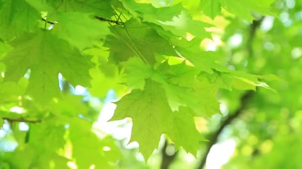 Hermosas hojas verdes. Hermosas hojas verdes en una rama de árbol. Sobre el telón de fondo del hermoso cielo azul . — Vídeo de stock