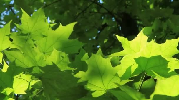 Hermosas hojas verdes. Hermosas hojas verdes en una rama de árbol. Sobre el telón de fondo del hermoso cielo azul . — Vídeo de stock