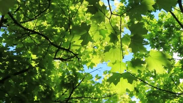 Hermosas hojas verdes. Hermosas hojas verdes en una rama de árbol. Sobre el telón de fondo del hermoso cielo azul . — Vídeos de Stock