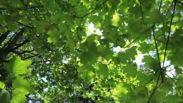 Beautiful green leaves. Beautiful green leaves on a tree branch. Against the backdrop of the beautiful blue sky. — Stock Video