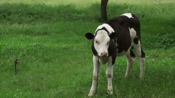 Une vache à l'herbe 