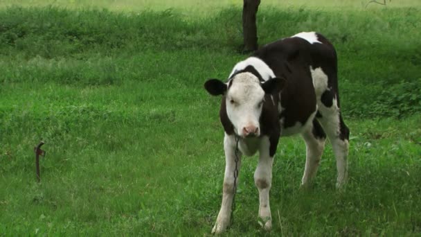 Una vaca en la hierba — Vídeo de stock