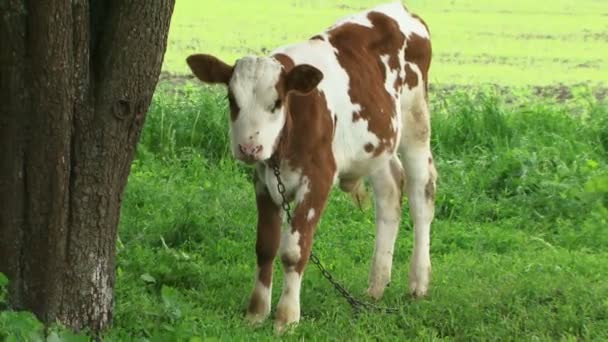 Ein Kalb neben einem Baum — Stockvideo