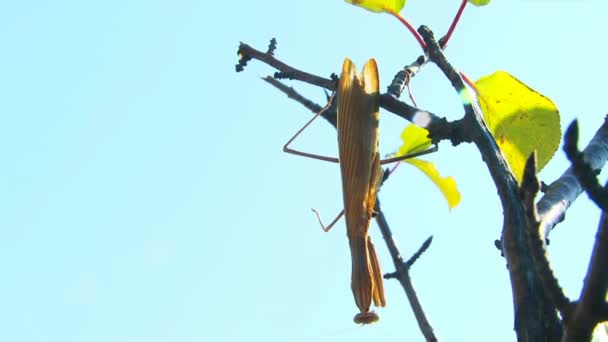 Комаха на дереві — стокове відео