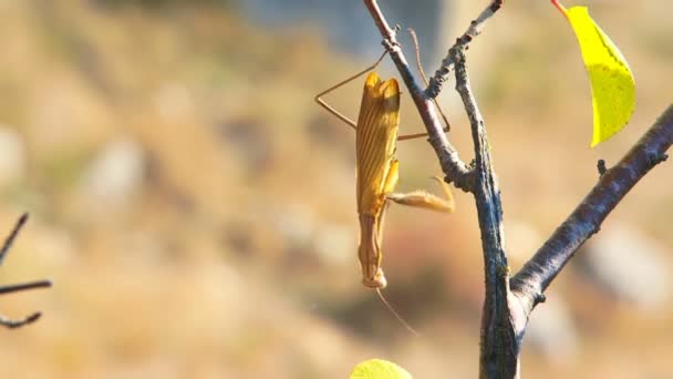 Ένα έντομο σε ένα υποκατάστημα — Αρχείο Βίντεο