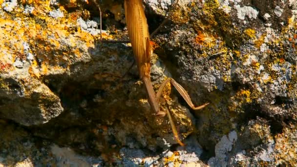 Gottesanbeterin auf einem Felsen — Stockvideo