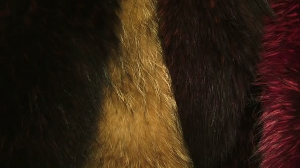 Fur coats of different colors — Stockvideo