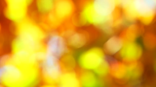 Die Schönheit des Herbstes — Stockvideo
