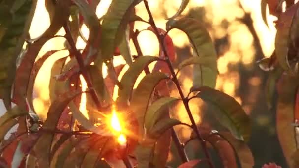 Rayos atardecer — Vídeos de Stock