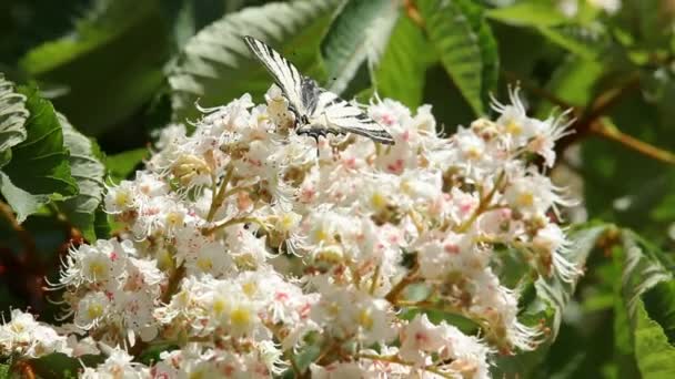 Châtaignier au printemps — Video