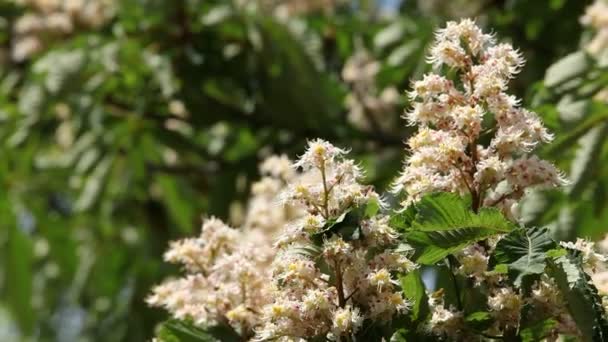 Castaño floreciente — Vídeos de Stock