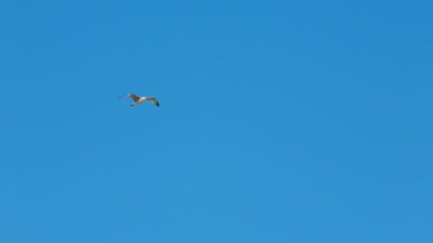 Seagulls flying — Stock Video