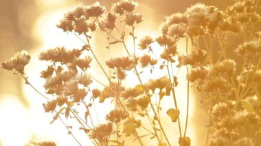 çiçek açması bush