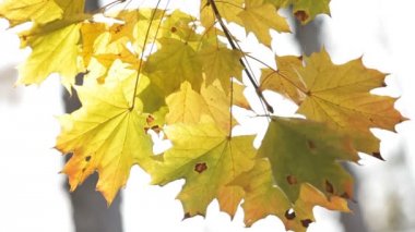 Sonbaharda akçaağaç yaprakları
