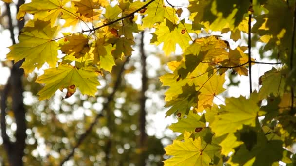 Maple leafs τον Οκτώβριο — Αρχείο Βίντεο