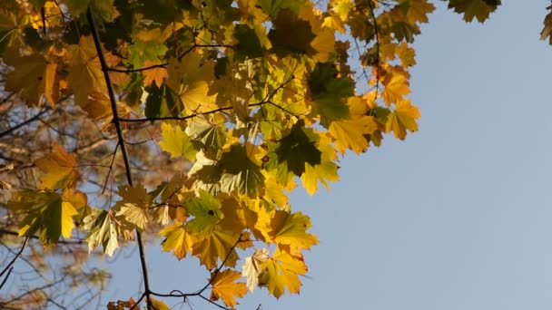 秋の美しさ — ストック動画