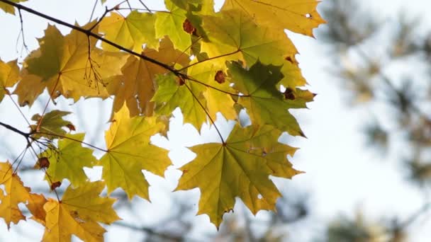 Branch of a maple — Stock Video