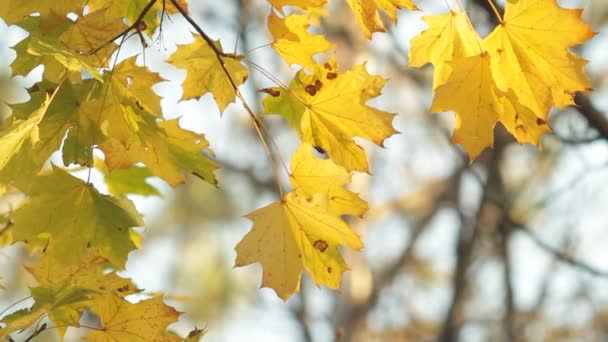 les feuilles à l'automne 