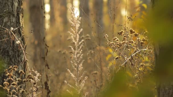 Bosque de otoño — Vídeos de Stock