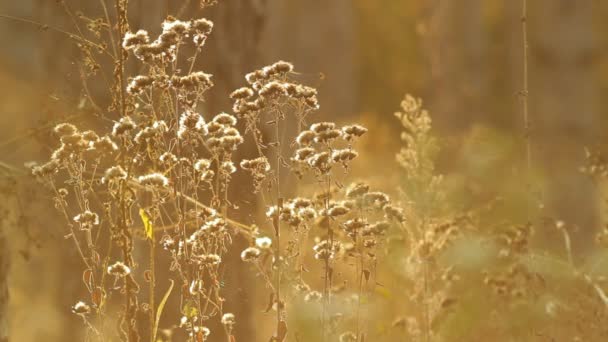 Plantes forestières 