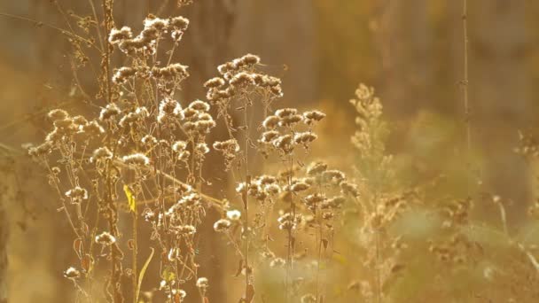 Plantes forestières — Video