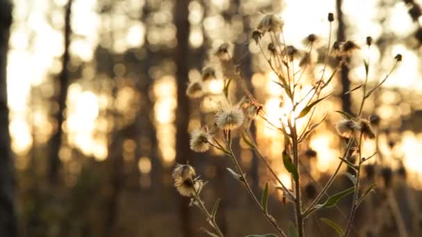 Flore forestière en automne — Video