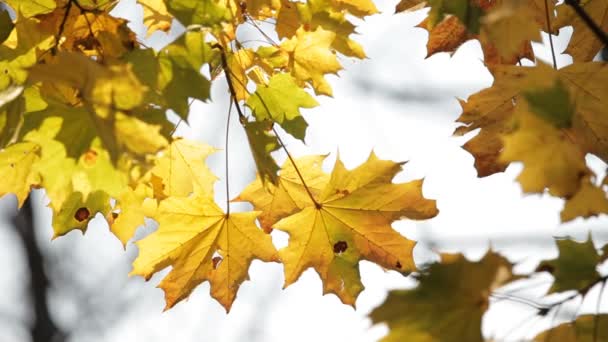 Maple en octobre 