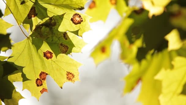 Yellowed leafs — Stock Video