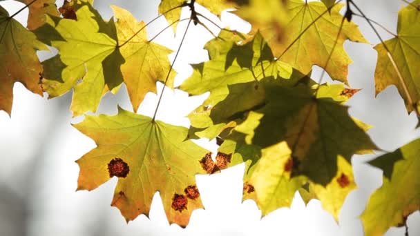 Maple leafs i solen — Stockvideo