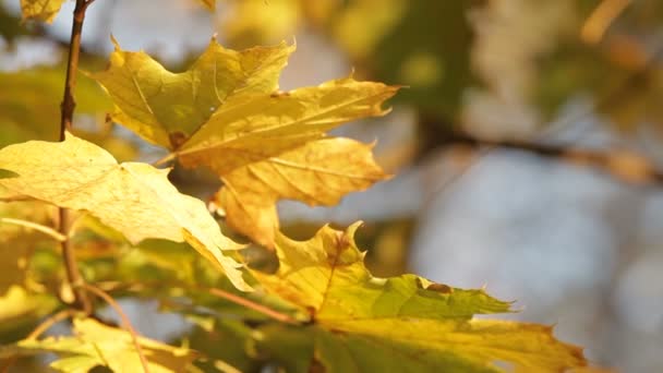 Autunno tranquillo — Video Stock