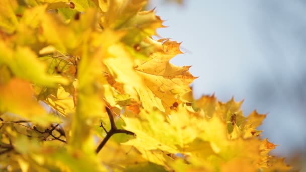 Vergeelde maple leafs — Stockvideo