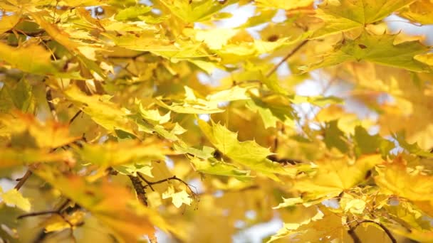 Yellowed maple tree — Stock Video