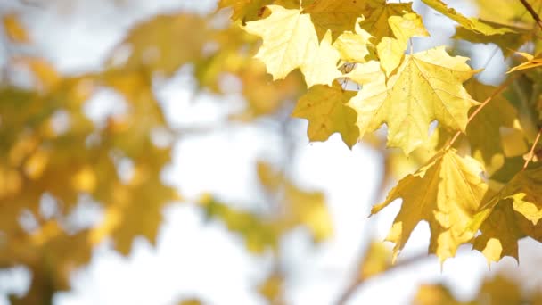 Ahornbäume im Herbst — Stockvideo