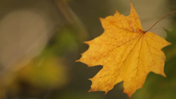 Akçaağaç yaprağı — Stok video