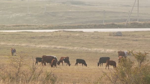 Troupeau de vaches sont paître sur une prairie . — Video