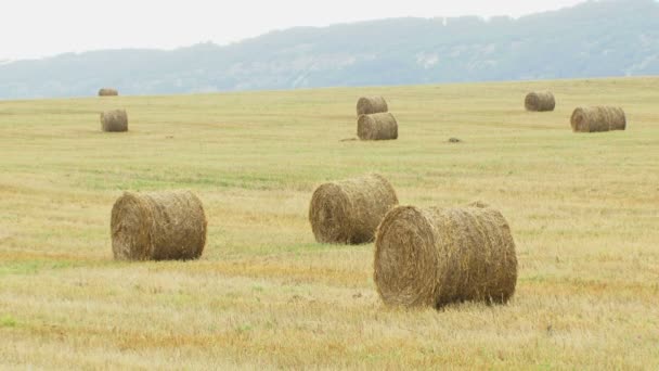 Zomer. hooi verpakt in een hooiberg van leugens over het veld. bewegende camera. — Stockvideo