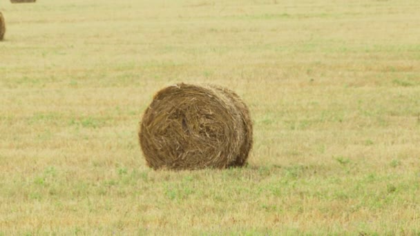 Lato. siano, owinięte w stogu siana leży na całym polu. aparat ruchu. — Wideo stockowe