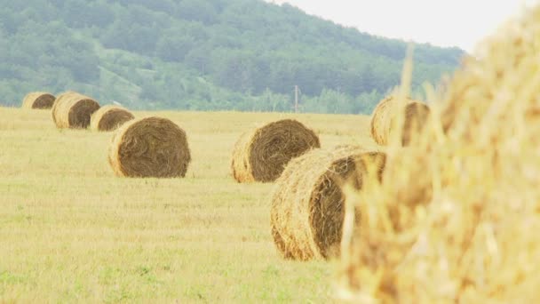 夏。すべてのフィールドが嘘の haystack の中で包まれた干し草。移動カメラ. — ストック動画