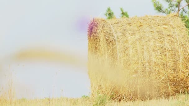 Zomer. hooi verpakt in een hooiberg van leugens over het veld. bewegende camera. — Stockvideo