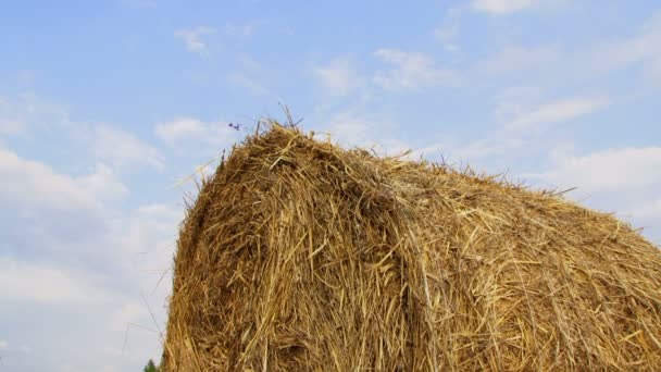 夏。すべてのフィールドが嘘の haystack の中で包まれた干し草。移動カメラ. — ストック動画