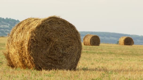 Summer. Hay wrapped in a haystack of lies all over the field. Moving camera. — Stock Video